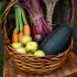 kit cadeau : légumes d'un curieux