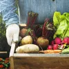 Zaadkit: Curieuzeneuzen groenten