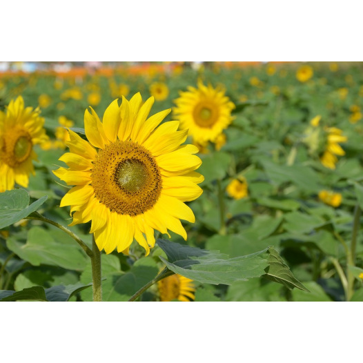 Tournesol grand jaune