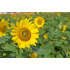 Tournesol grand jaune