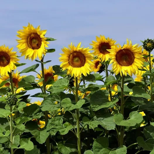 Tournesol grand jaune - Fleurs - Semailles