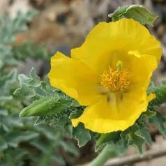 Pavot Cornu - Glaucienne jaune Pavot Cornu - Glaucienne jaune
