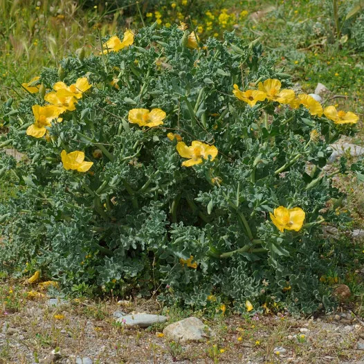 Pavot Cornu - Glaucière jaune