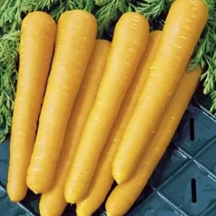 Carotte longue jaune de Belgique Carotte longue jaune de Belgique