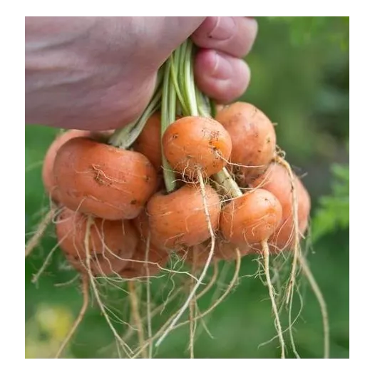 Carotte Marché de Paris
