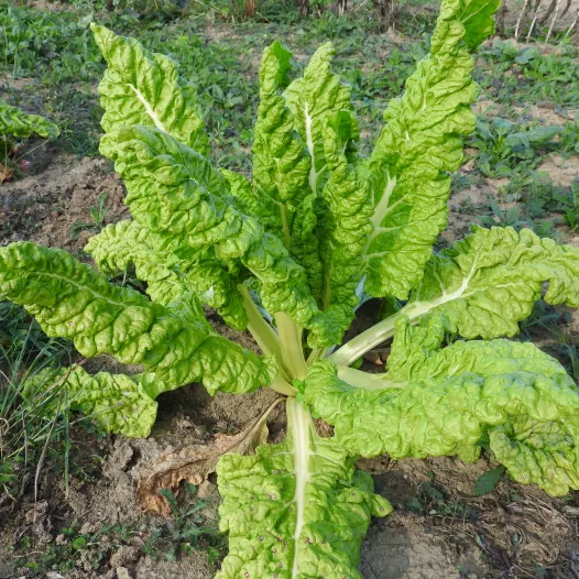 Côtes de bette Lucullus Côtes de bette Lucullus