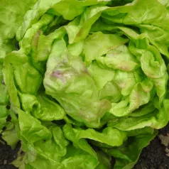 Kropsla (lente-) vroege uit Heverlee Kropsla (lente-) vroege uit Heverlee