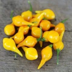 Chilli peper Biquinho geel
