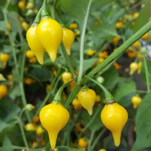 Piment Biquinho Piment Biquinho