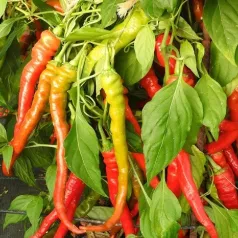 Piment Lombardo Piment Lombardo