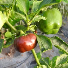 Paprika Mini Bell chocolade Paprika Mini Bell chocolade