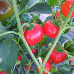 Paprika Mini Bell rood Paprika Mini Bell rood