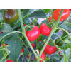 Paprika Mini Bell rood