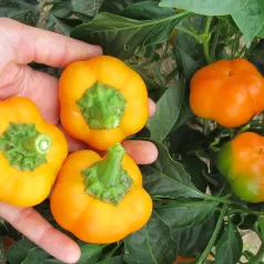 Paprika Doe Hill Paprika Doe Hill