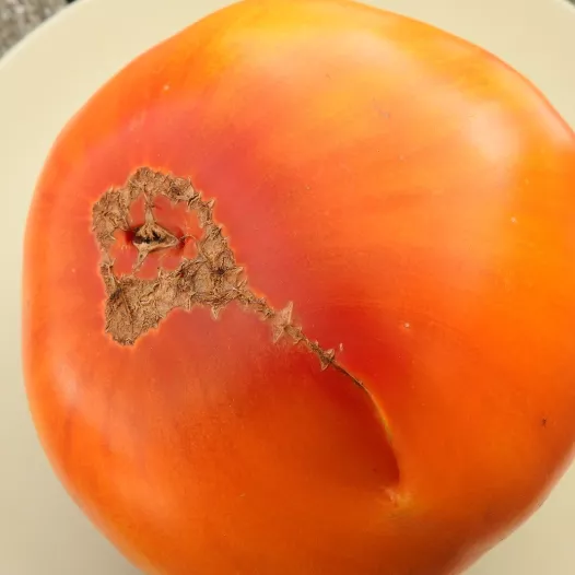 Tomate Pamplemousse du Grand Père - Semailles Tomate Pamplemousse du Grand Père - Semailles