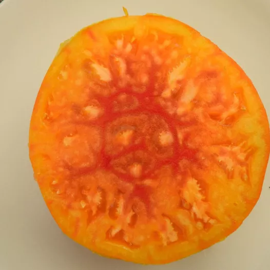 Tomate Pamplemousse du Grand Père - Semailles Tomate Pamplemousse du Grand Père - Semailles