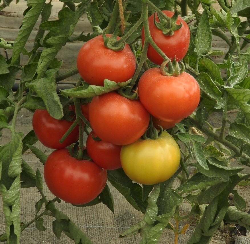 Semences bio de Tomate Belle de Lorraine