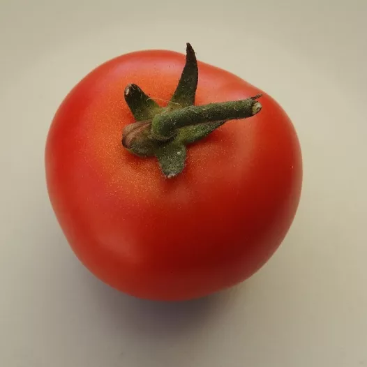 Tomaat Belle de Lorraine Tomaat Belle de Lorraine