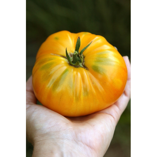 Tomate Big White Pink Stripes