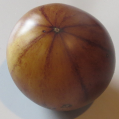 Tomate Great White Blue Tomate Great White Blue