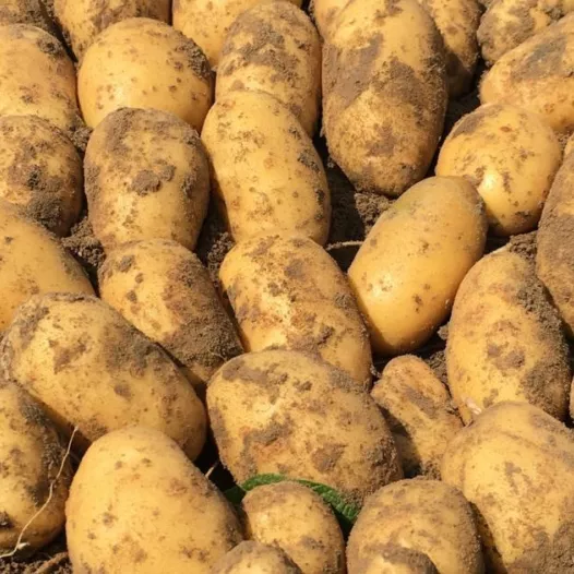 Pomme de terre Goldmarie - 1kg