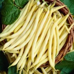 Boterboon Dior Boterboon Dior