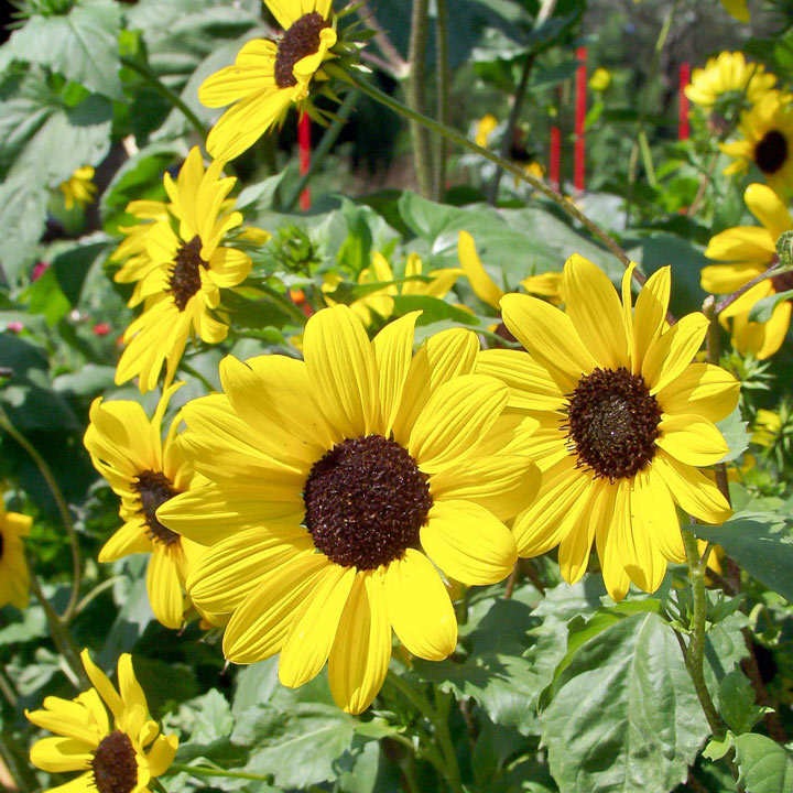 Tournesol jaune bio - L'atelier des bons plants