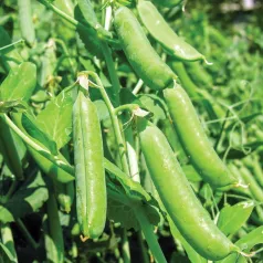 Pois nain à écosser d'hiver Sima Pois nain à écosser d'hiver Sima