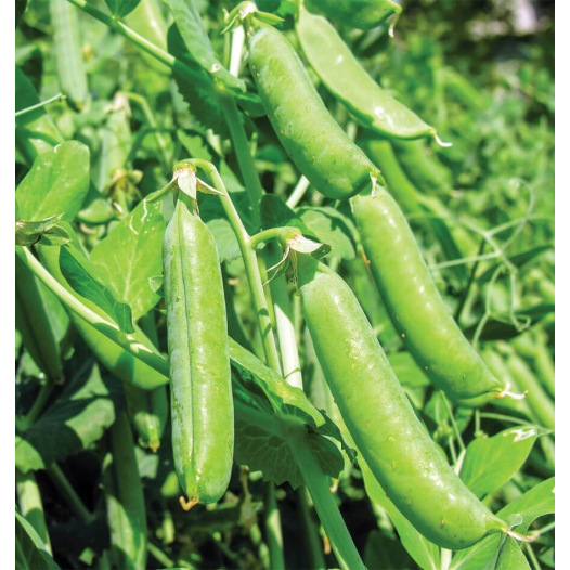 Pois nain à écosser d'hiver Sima