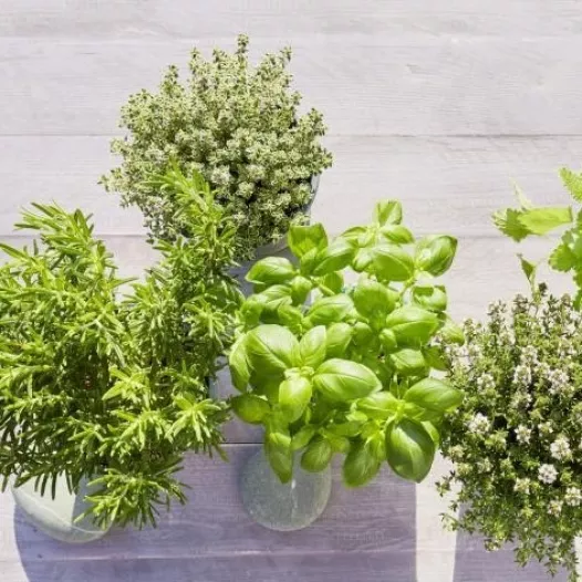 Kit cadeau : Mon jardin d'aromatiques