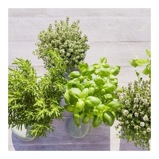 Kit cadeau : Mon jardin d'aromatiques