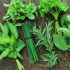 Kit semences : Mon jardin d'aromatiques