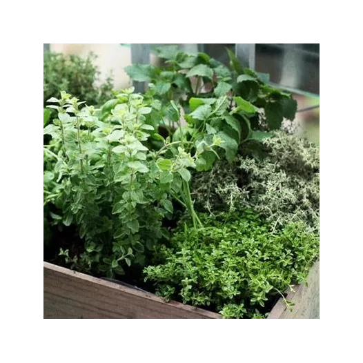 Kit cadeau : Mon jardin d'aromatiques