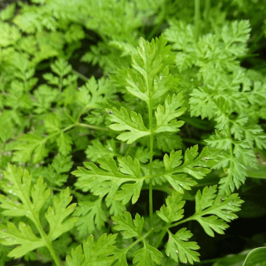 Cerfeuil commun Cerfeuil commun