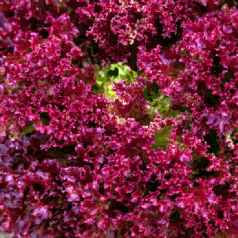 Laitue à couper Lollo Rossa Laitue à couper Lollo Rossa