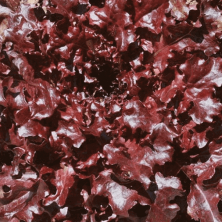 Laitue à couper Feuilles de chêne rouge "Red Salad Bowl"