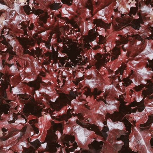 Laitue à couper Feuilles de Chêne Rouge "Red Salad Bowl"