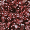 Snijsla Eikenblad "Red Salad Bowl"