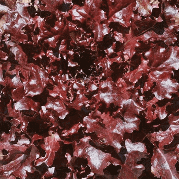 graines de Salade  Feuille de chêne rouge environ 700 graines