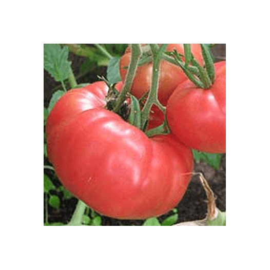 Tomate Brandywine