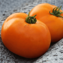 Heirloom Valencia tomates Semences nouvelles graines pour la saison 2017 50 graines biologiques