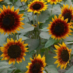Tournesol Ring of fire Tournesol Ring of fire