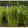 Reseda van de ververs
