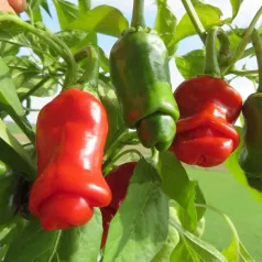 Piment Penis Piment Penis