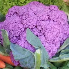 Bloemkool paars uit Sicilië Bloemkool paars uit Sicilië
