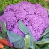 Chou-fleur Violet de Sicile