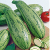 Courgette Caserta