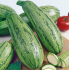 courgette Caserta