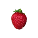 Plant fraisier "Mara des Bois"  -12plants- calibre B
