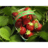 Plant fraisier "Mara des Bois"  -12plants- calibre B